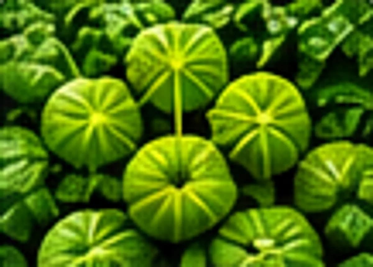 Organic Farming