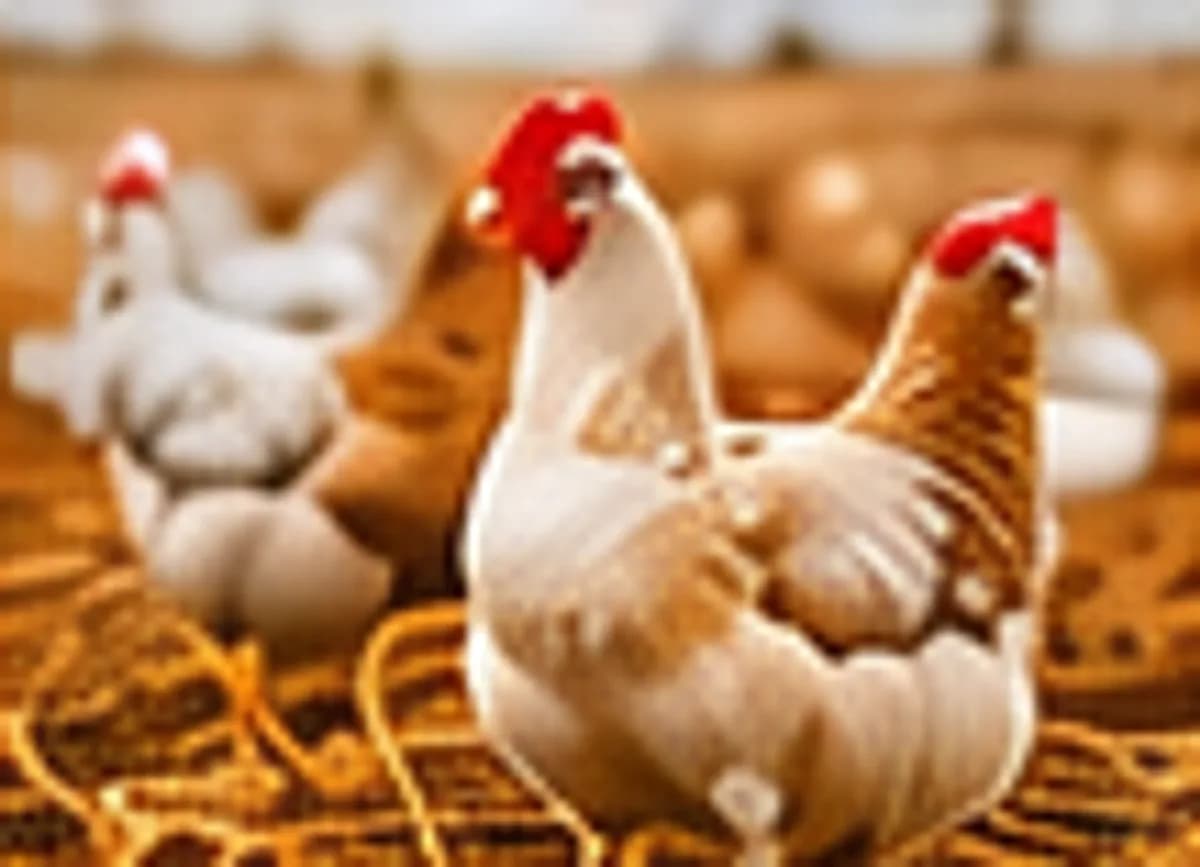 New Poultry Unit Launched