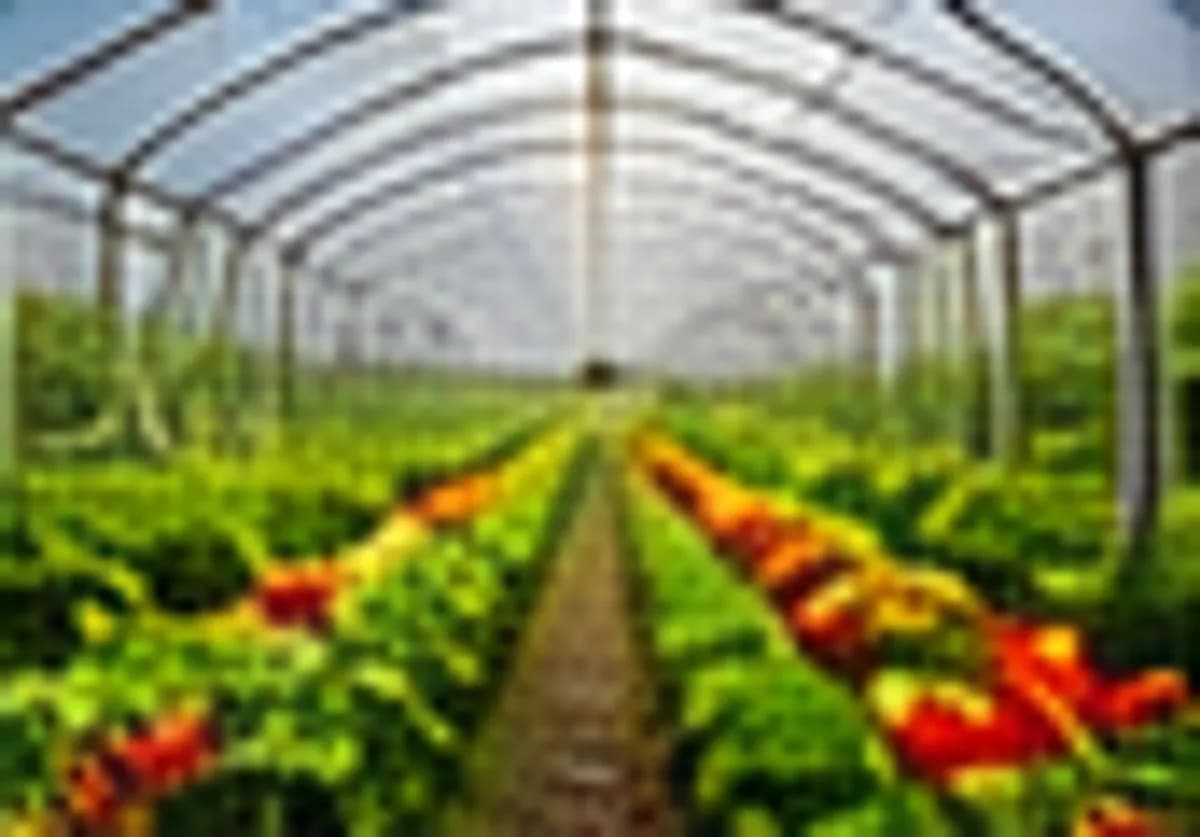Greenhouse vegetables