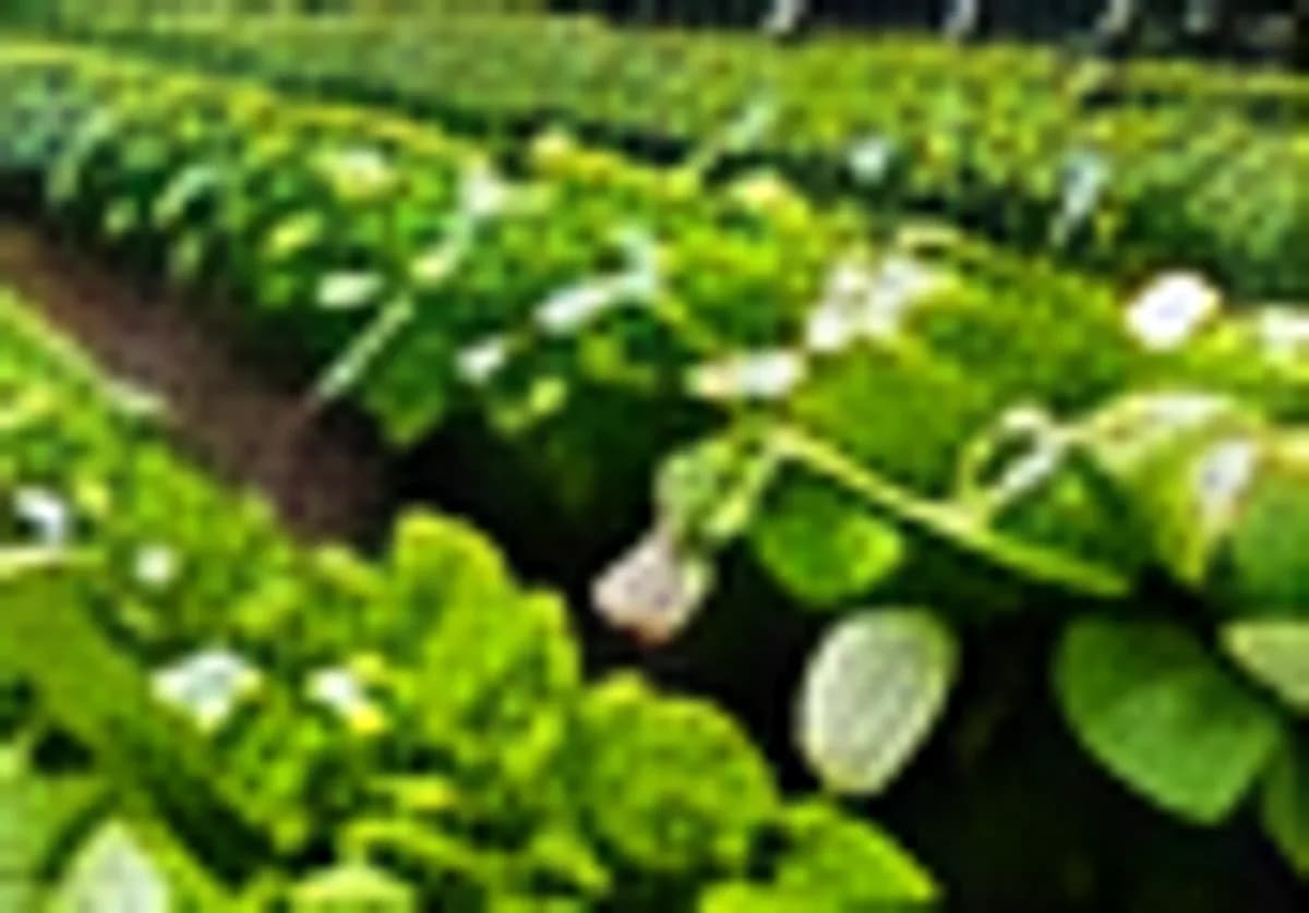 Fresh greens