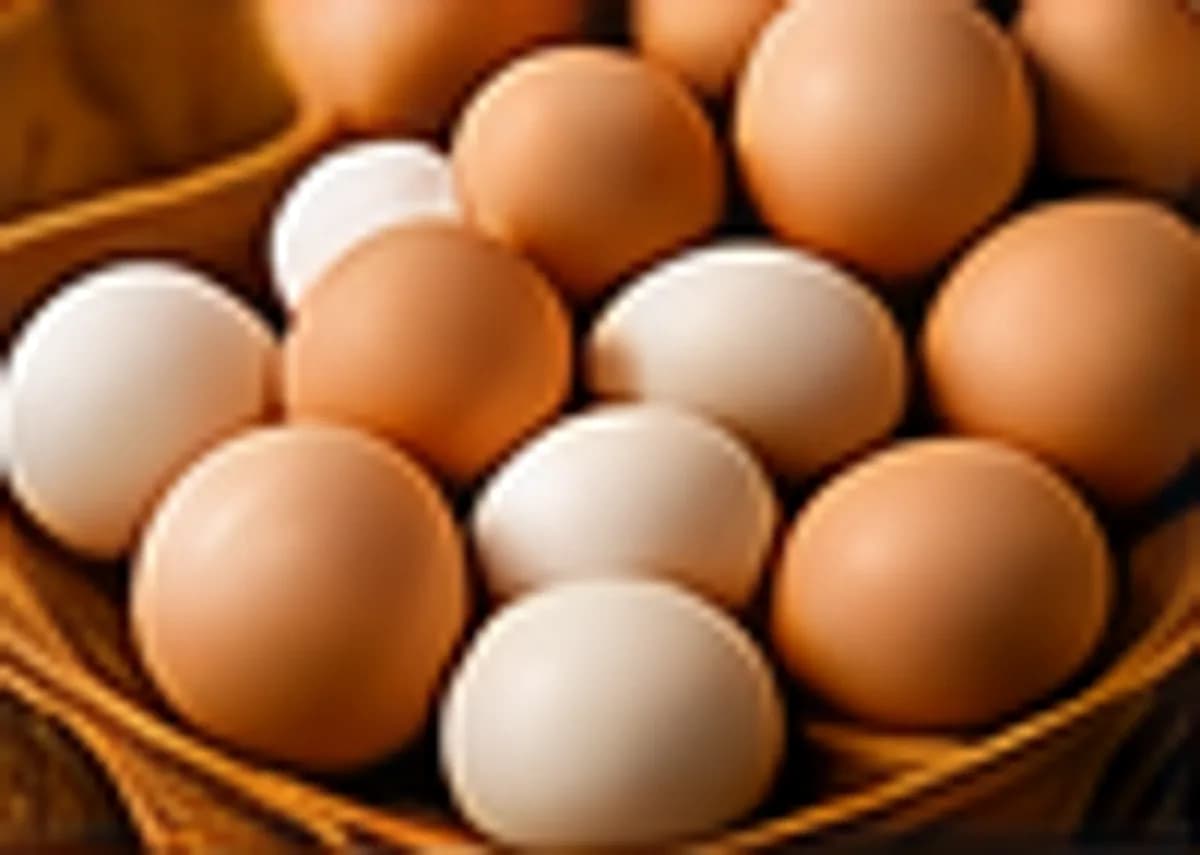 Fresh Eggs